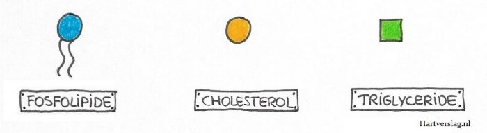 triglyceride, fosfolipide, cholesterol